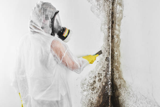 Best Mold Removal Company Near Me  in Honolulu, HI
