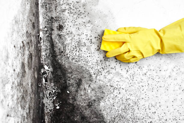 Best Mold Damage Repair  in Honolulu, HI
