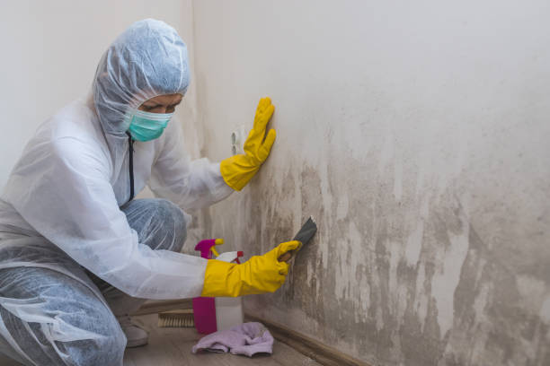 Professional Mold Removal in Honolulu, HI