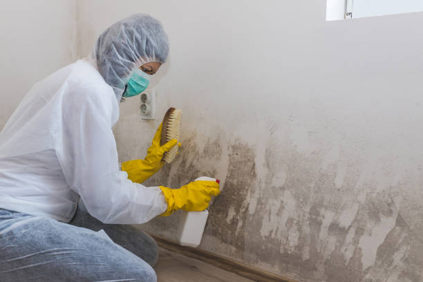 Best Mold Removal Process  in Honolulu, HI