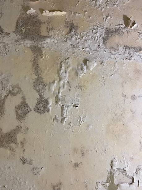 Best Residential Mold Removal  in Honolulu, HI