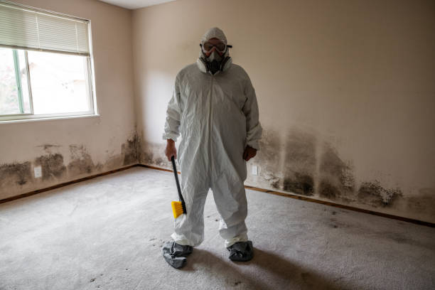 Best Attic Mold Removal  in Honolulu, HI