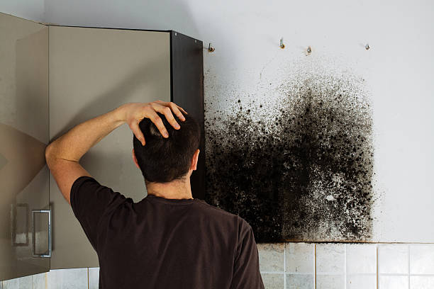 Best Black Mold Removal  in Honolulu, HI