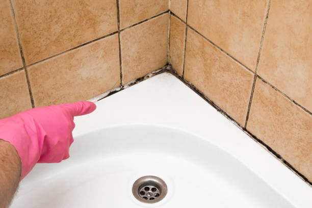 Mold Removal Process in Honolulu, HI